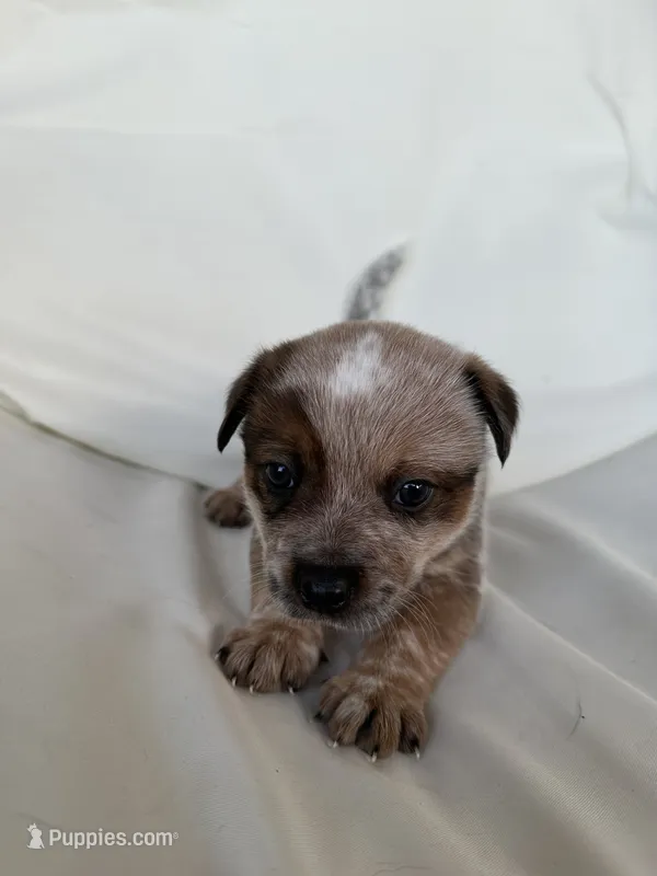 Summerly – Australian Cattle Dog, American Pit Bull Terrier puppy for sale in Lake Elsinore, CA
