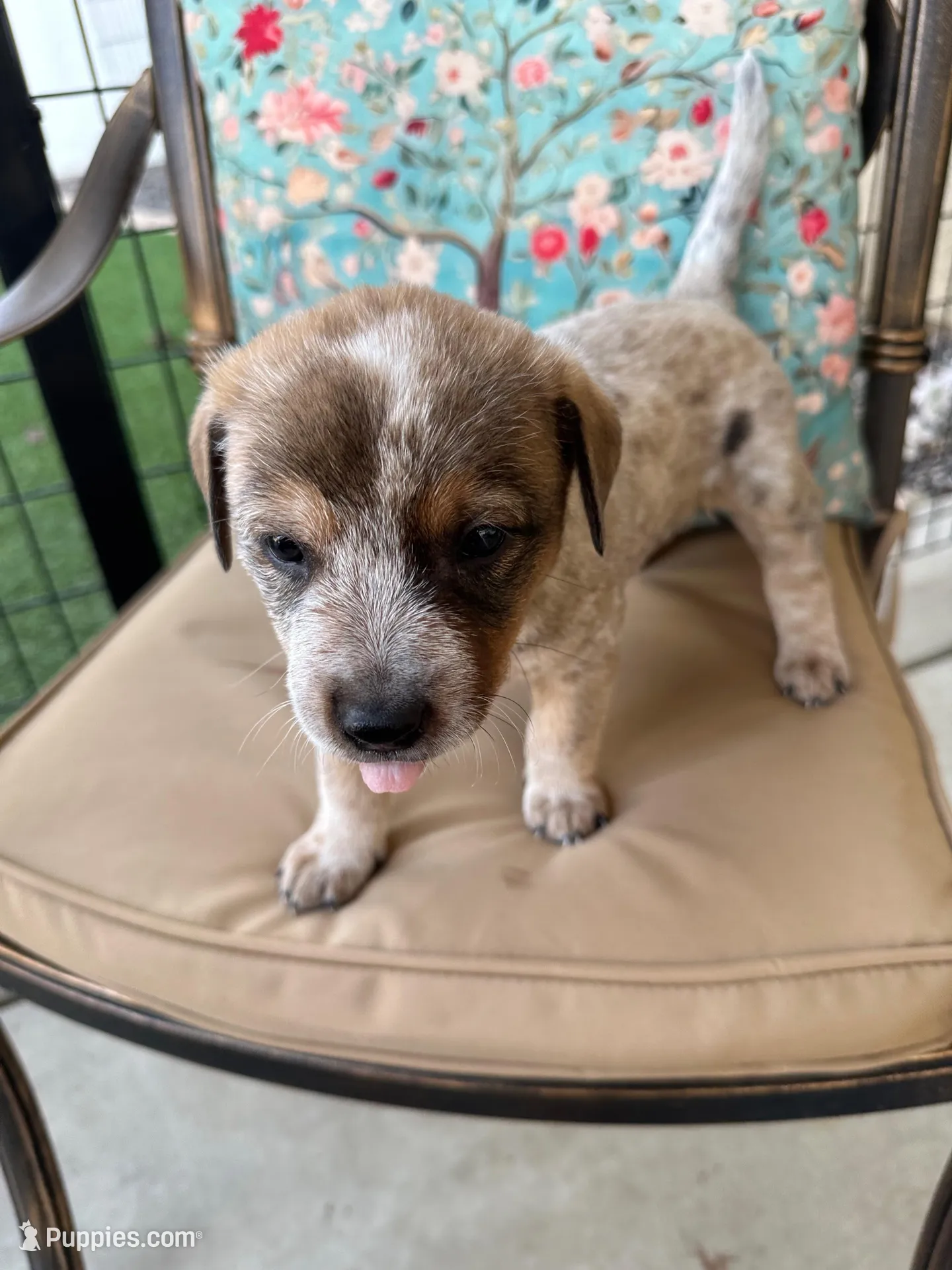Ivy – Australian Cattle Dog puppy for sale in Lake Elsinore, CA