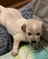 Lily , a female Australian Cattle Dog for sale in Lake Elsinore, CA – Photo 1 of 2