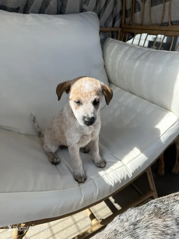 Lily  – Australian Cattle Dog puppy for sale in Lake Elsinore, CA
