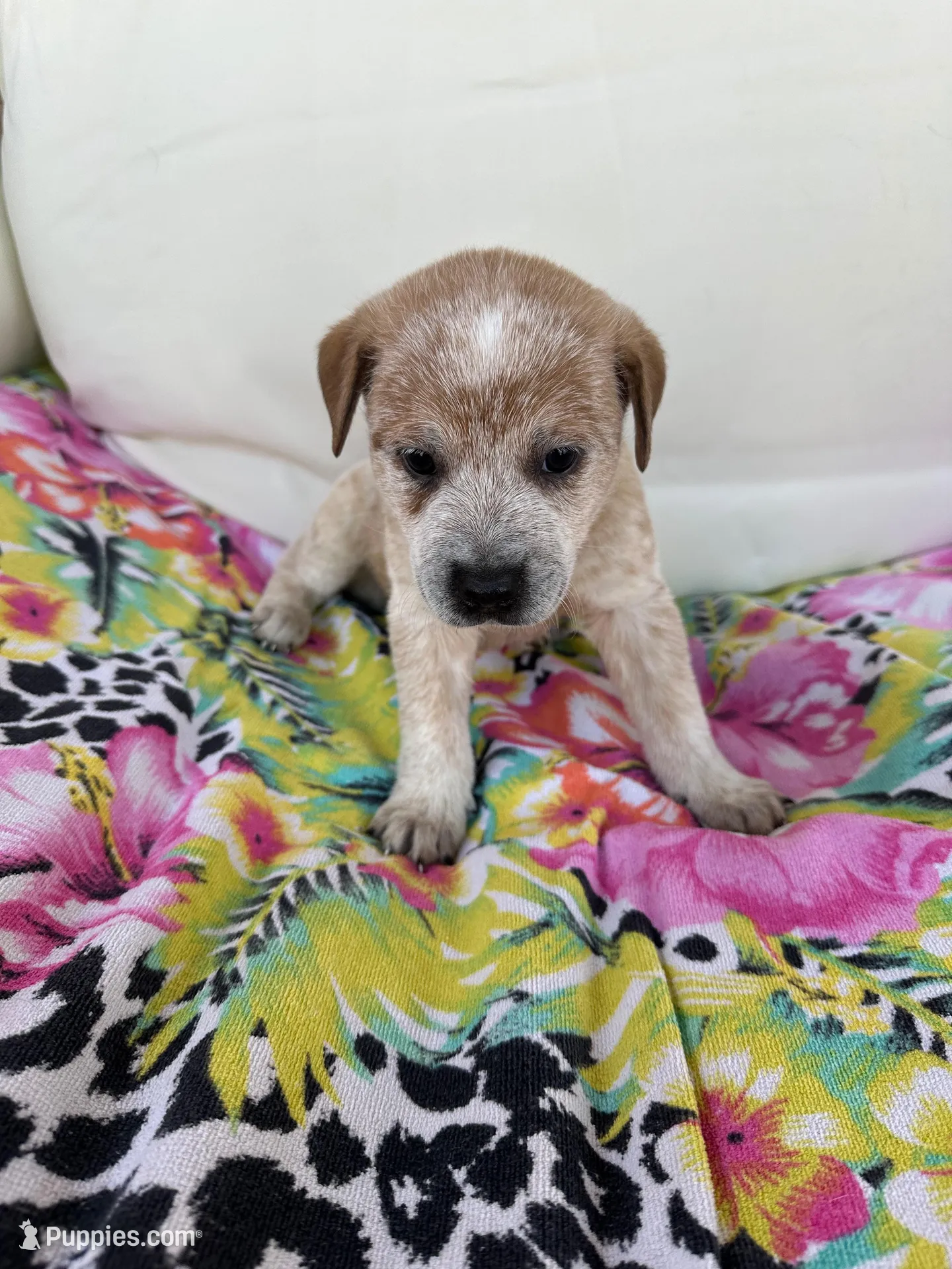 Lily  – Australian Cattle Dog puppy for sale in Lake Elsinore, CA
