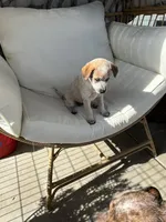 Lily , a female Australian Cattle Dog for sale in Lake Elsinore, CA – Photo 5 of 10