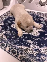 Lily , a female Australian Cattle Dog for sale in Lake Elsinore, CA – Photo 4 of 7