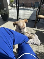 Lily , a female Australian Cattle Dog and American Pit Bull Terrier for sale in Lake Elsinore, CA – Photo 3 of 10