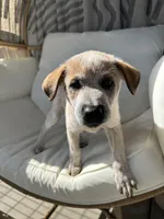 Lily , a female Australian Cattle Dog for sale in Lake Elsinore, CA – Photo 4 of 10