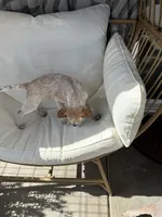 Lily , a female Australian Cattle Dog for sale in Lake Elsinore, CA – Photo 3 of 10