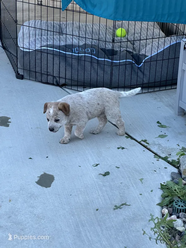 Lily  – Australian Cattle Dog puppy for sale in Lake Elsinore, CA