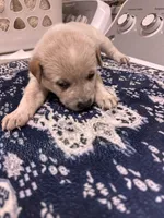 Lily , a female Australian Cattle Dog for sale in Lake Elsinore, CA – Photo 3 of 7