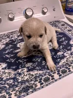 Lily , a female Australian Cattle Dog for sale in Lake Elsinore, CA – Photo 2 of 7