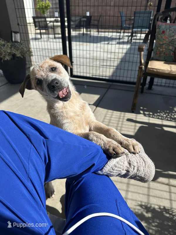 Lily , a female Australian Cattle Dog and American Pit Bull Terrier for sale in Lake Elsinore, CA – Photo 1 of 10