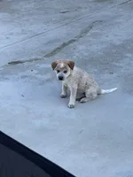 Lily , a female Australian Cattle Dog for sale in Lake Elsinore, CA – Photo 6 of 10