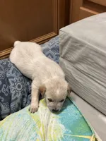 Lily , a female Australian Cattle Dog for sale in Lake Elsinore, CA – Photo 2 of 2