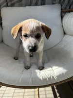 Lily , a female Australian Cattle Dog for sale in Lake Elsinore, CA – Photo 2 of 10