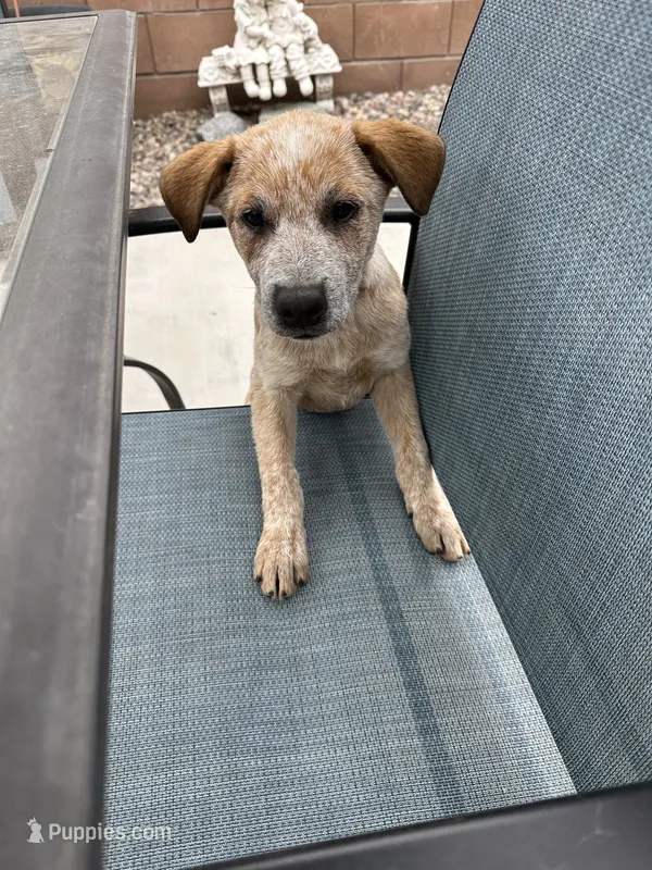 Lily  – Australian Cattle Dog, American Pit Bull Terrier puppy for sale in Lake Elsinore, CA
