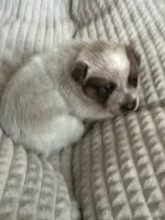 Rosie, a female Australian Cattle Dog for sale in Lake Elsinore, CA – Photo 4 of 8