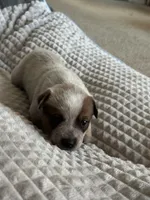 Rosie, a female Australian Cattle Dog for sale in Lake Elsinore, CA – Photo 5 of 8