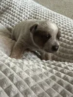 Rosie, a female Australian Cattle Dog for sale in Lake Elsinore, CA – Photo 3 of 8