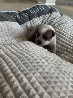 Rosie, a female Australian Cattle Dog for sale in Lake Elsinore, CA – Photo 6 of 8