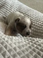 Rosie, a female Australian Cattle Dog for sale in Lake Elsinore, CA – Photo 2 of 8