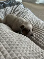 Rosie, a female Australian Cattle Dog for sale in Lake Elsinore, CA – Photo 8 of 8