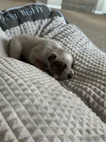 Rosie, a female Australian Cattle Dog for sale in Lake Elsinore, CA – Photo 7 of 8