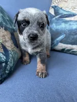 Pepper, a female Australian Cattle Dog for sale in Lake Elsinore, CA – 5 of 5