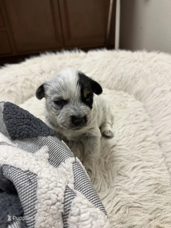 Ringo – Australian Cattle Dog, American Pit Bull Terrier puppy for sale in Lake Elsinore, CA