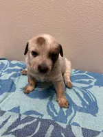 Ivy, a female Australian Cattle Dog for sale in Lake Elsinore, CA – Photo 4 of 5