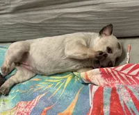 Ivy, a female Australian Cattle Dog for sale in Lake Elsinore, CA – Photo 2 of 5