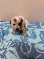 Ivy, a female Australian Cattle Dog for sale in Lake Elsinore, CA – Photo 3 of 5