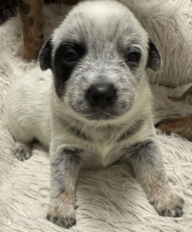 Pepper – Australian Cattle Dog, American Pit Bull Terrier puppy for sale in Lake Elsinore, CA