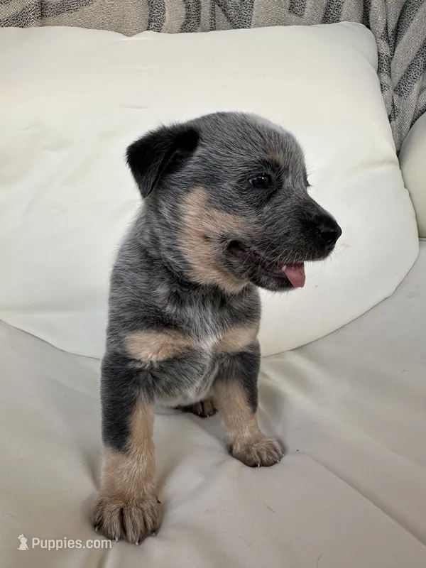 Dash – Australian Cattle Dog, American Pit Bull Terrier puppy for sale in Lake Elsinore, CA