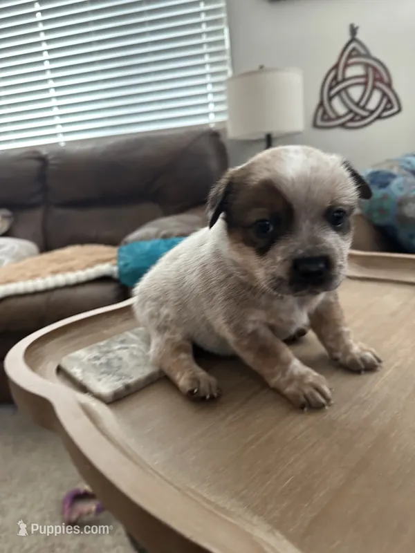 Summerly – Australian Cattle Dog, American Pit Bull Terrier puppy for sale in Lake Elsinore, CA