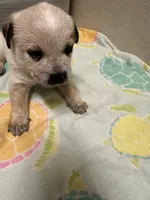 Dahlia, a female Australian Cattle Dog for sale in Lake Elsinore, CA – Photo 6 of 6