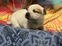 Dahlia, a female Australian Cattle Dog for sale in Lake Elsinore, CA – Photo 5 of 6