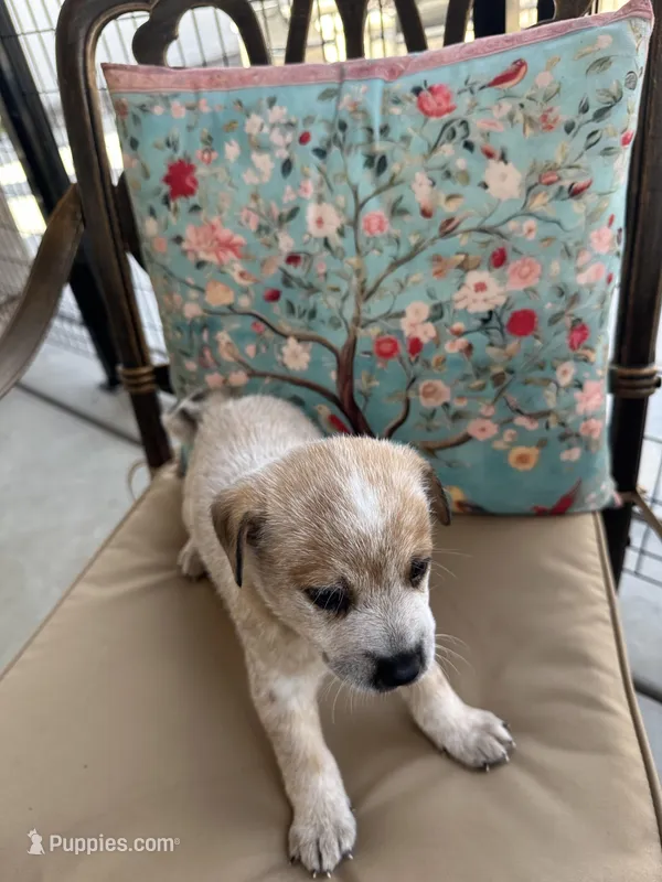 Dahlia – Australian Cattle Dog puppy for sale in Lake Elsinore, CA
