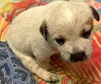 Dahlia, a female Australian Cattle Dog for sale in Lake Elsinore, CA – Photo 3 of 6