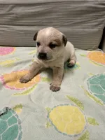 Dahlia, a female Australian Cattle Dog for sale in Lake Elsinore, CA – Photo 1 of 6
