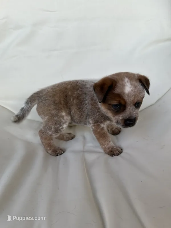 Summerly – Australian Cattle Dog, American Pit Bull Terrier puppy for sale in Lake Elsinore, CA
