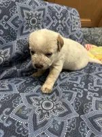Daisy , a female Australian Cattle Dog for sale in Lake Elsinore, CA – Photo 2 of 3