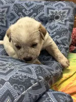 Daisy , a female Australian Cattle Dog for sale in Lake Elsinore, CA – Photo 1 of 3