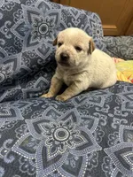 Daisy , a female Australian Cattle Dog for sale in Lake Elsinore, CA – Photo 3 of 3