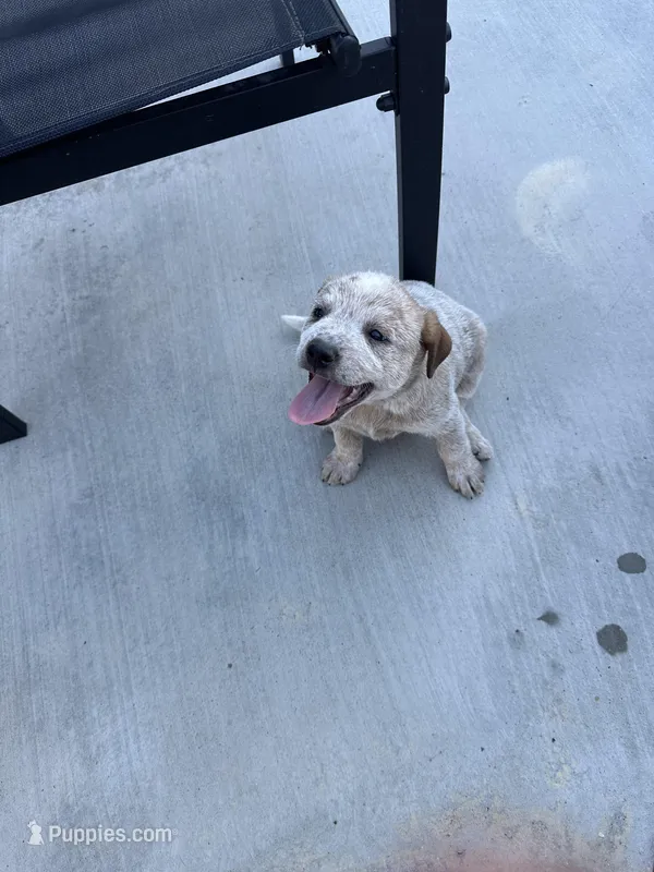 Daisy  – Australian Cattle Dog puppy on hold in Lake Elsinore, CA