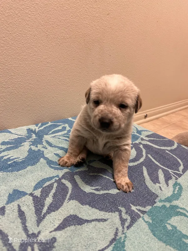 Daisy  – Australian Cattle Dog puppy for sale in Lake Elsinore, CA