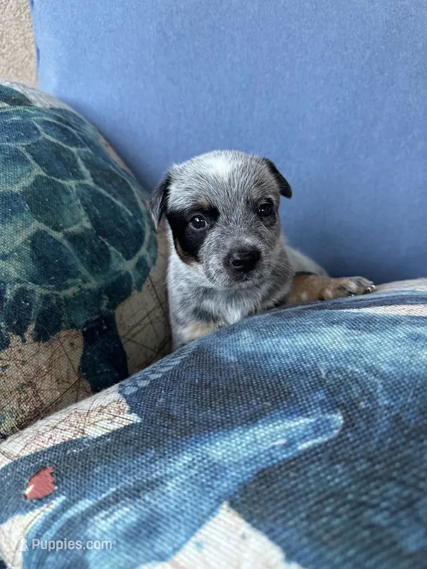 Pepper – Australian Cattle Dog, American Pit Bull Terrier puppy for sale in Lake Elsinore, CA