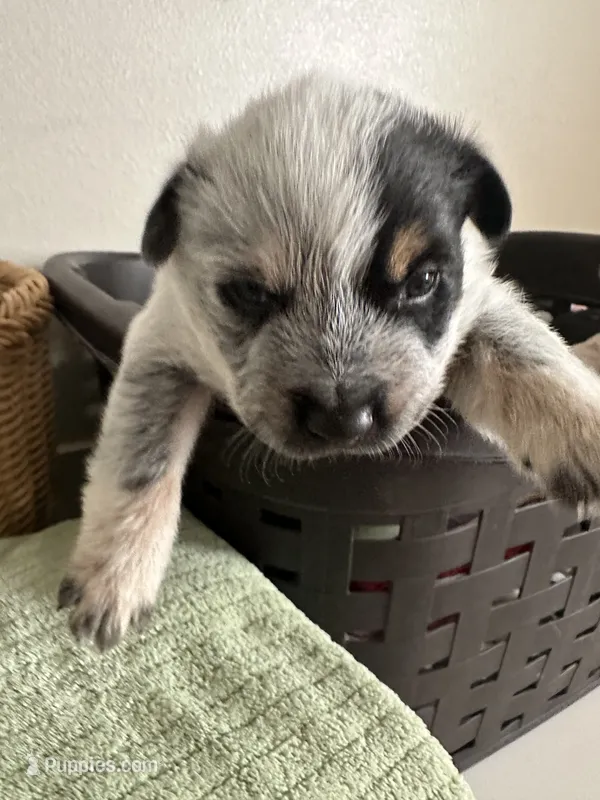 Ringo – Australian Cattle Dog, American Pit Bull Terrier puppy for sale in Lake Elsinore, CA