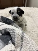 Ringo, a male Australian Cattle Dog and American Pit Bull Terrier for sale in Lake Elsinore, CA – 8 of 10