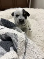 Ringo, a male Australian Cattle Dog and American Pit Bull Terrier for sale in Lake Elsinore, CA – 9 of 10
