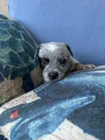 Pepper, a female Australian Cattle Dog for sale in Lake Elsinore, CA – 2 of 5