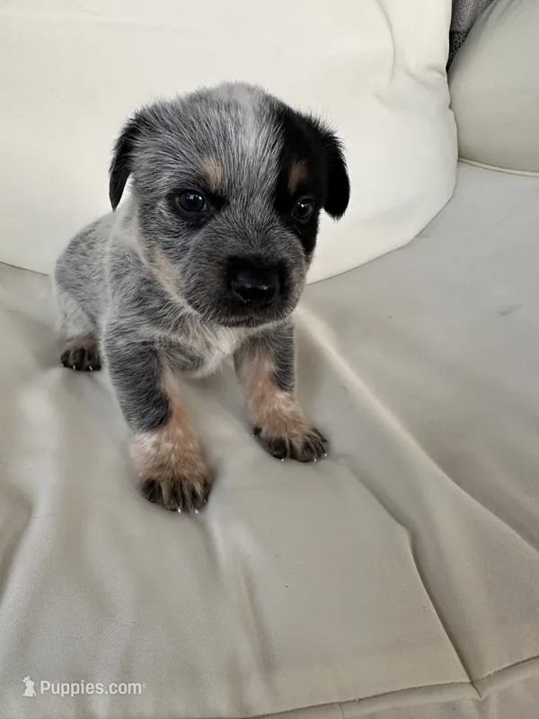Ringo – Australian Cattle Dog, American Pit Bull Terrier puppy for sale in Lake Elsinore, CA
